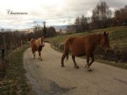 Caballos en Corzos